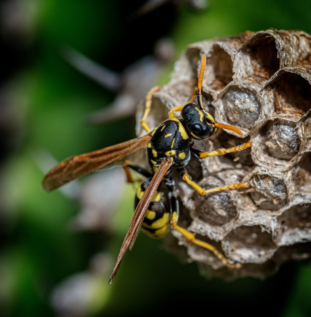 wasp