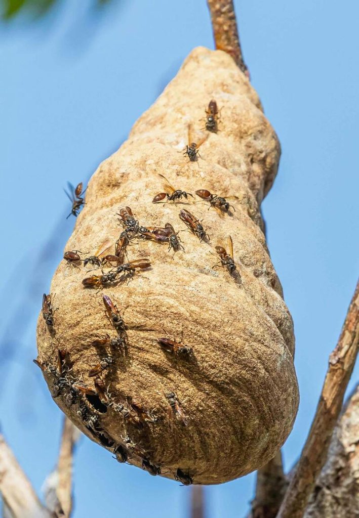 wasp-nest