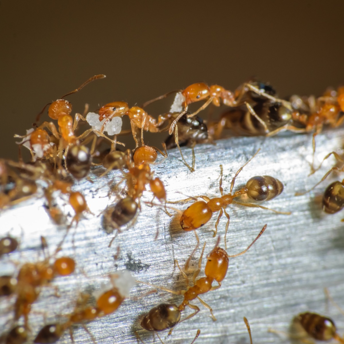 Pharaoh's ants searching for food