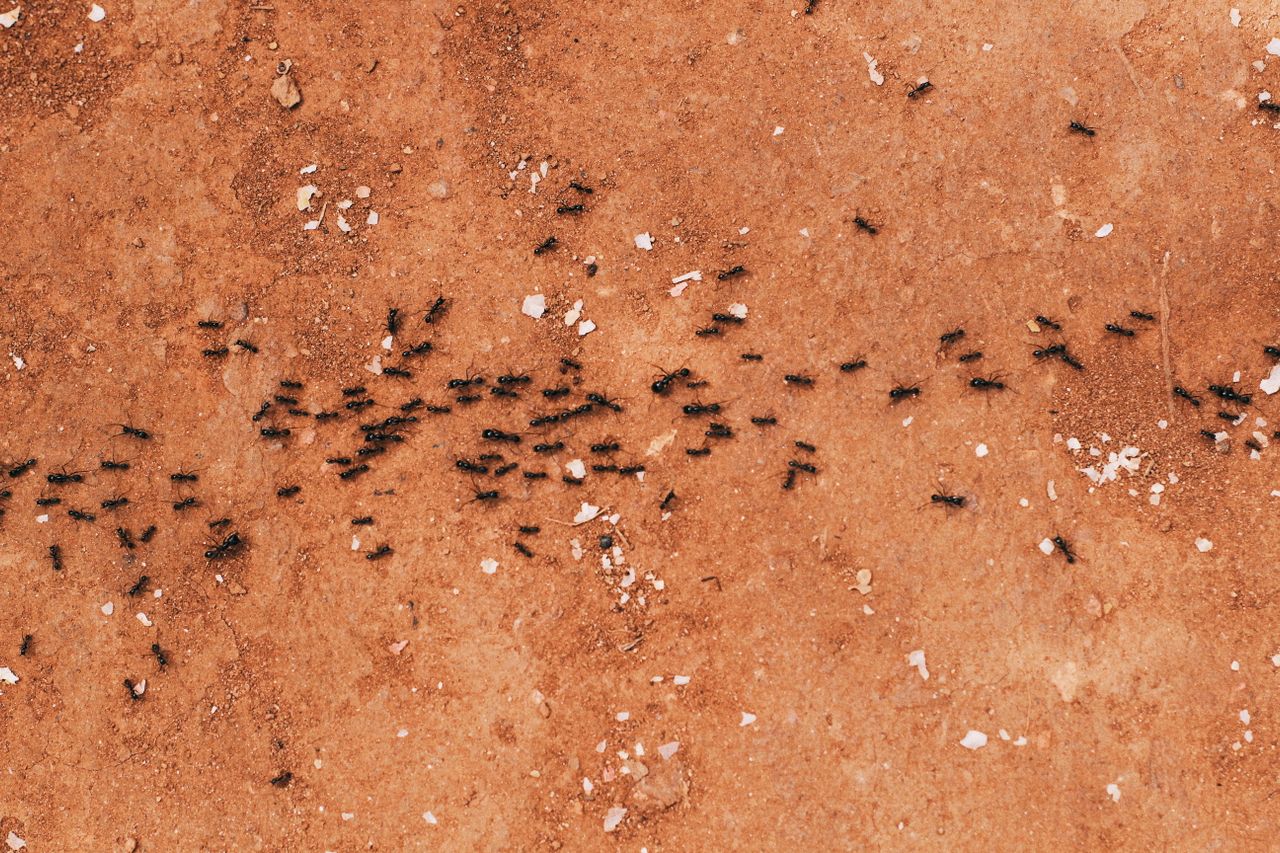 Ants on dirt