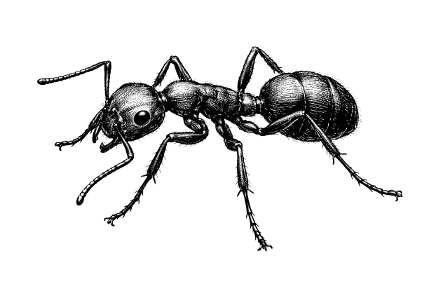 Drawing of an ant